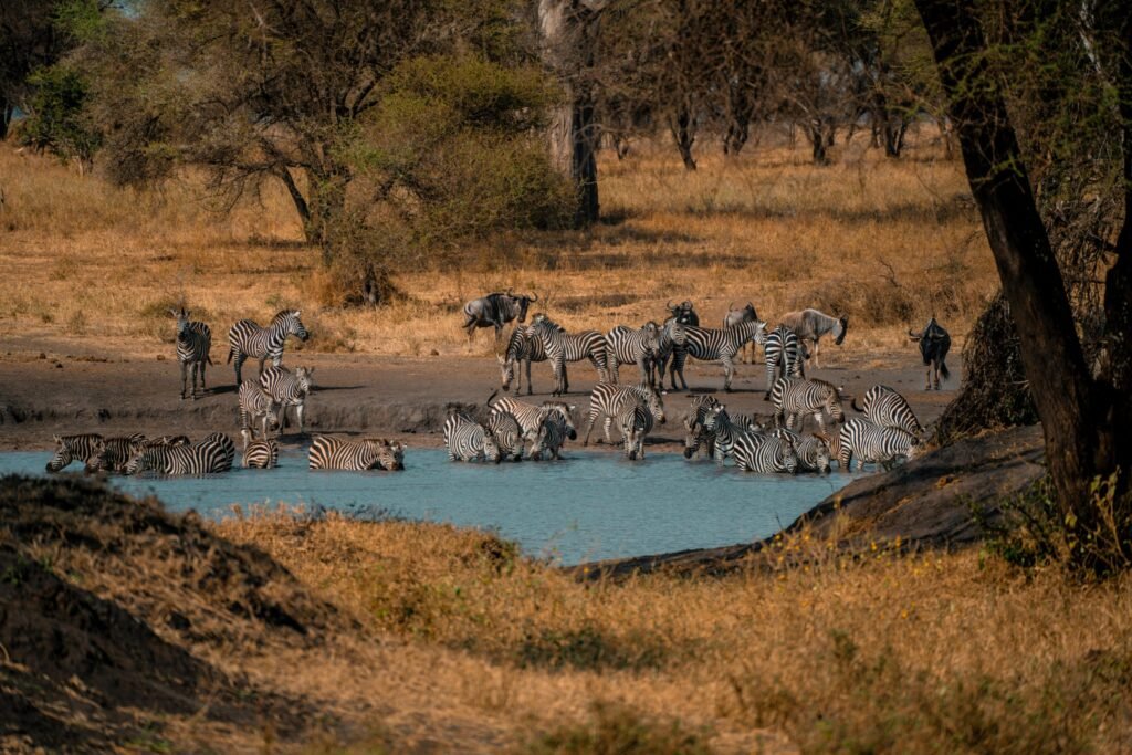 Zebras Cooling in the Savanna River